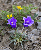 Alpine Bellflower (Campanula alpestris) flowers, Serre-Chevalier, Briançonnais, Hautes-Alpes, Alpes, France