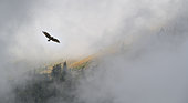 Short-toed snake-eagle (Circaetus gallicus) in flight, Ecrins National Park, Serre-Chevalier, Alps, France