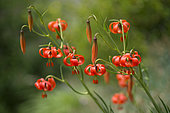 Red Lily (Lilium pomponium) flowers, Mercantour National Park, Alps, France