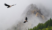 Eurasian Griffon Vulture (Gyps fulvus) in flight, Ecrins National Park, Serre-Chevalier, Alps, France - Composite image