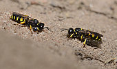 Slender bodied digger wasp (Crabro cribrarius) male and female carrying a fly, its prey which it will bury in its gallery, Vosges du Nord Regional Nature Park, France