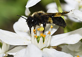 Black Mining Bee (Andrena pilipes) female foraging, solitary bees, Pays de Loire, France
