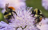 Mountain bumblebee (Bombus monticola) on Field Scabiosa (Knautia arvensis), Ecrins National Park, Alps, France
