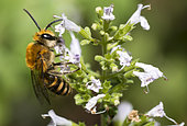 Ivy Bee (Colletes hederae) male on Creeping Charlie (Nepeta sp), solitary bees, Pays de Loire, France
