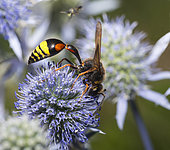 Potter wasp (Delta unguiculatum) on Blue eryngo (Eryngium planum), Vosges du Nord Regional Nature Park, France