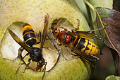 European hornet (Vespa crabro) on the right and Asian hornet (Vespa velutina) on the left, eating a pear, Pays de Loire, France