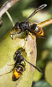 Asian hornets (Vespa velutina), eating a pear, Pays de Loire, France