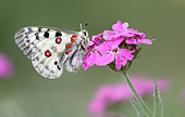 Apollo (Parnassius apollo) on Red Campion (Silene dioica) flowers, Ecrins National Park, Alps, France