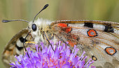 Apollo (Parnassius apollo) on Field Scabiosa (Knautia arvensis) flowers, Ecrins National Park, Alps, France