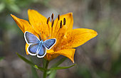 Silver-studded Blue (Plebejus argus) on Orange Lily (Lilium bulbiferum) flower, Ecrins National Park, Serre-Chevalier, Alps, France
