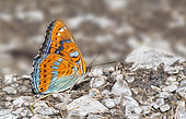 Poplar Admiral (Limenitis populi) quenching their thirst, Serre-Chevalier, Ecrins National Park, Alps, France