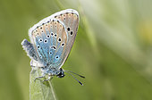 Large Blue Butterfly (Phengaris arion) on a leaf, Ecrins National Park, Serre-Chevalier, Alpes, France
