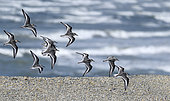 Sanderling (Calidris alba) group in flight, Audierne Bay Brittany, France