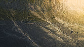 Frost on a window in winter, Vosges du Nord Regional Nature Park, France