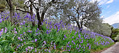 Blue irises in the olive trees, Nyons, Provence, Drôme, France