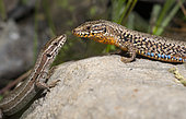 Common wall lizard (Podarcis muralis) male and female, Dormillouse, Ecrins National Park, Alps, France