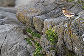 Northern wheatear (Oenanthe oenanthe) in the cliffs by the sea, Audierne Bay, Brittany, France