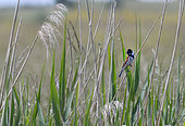 Reed Bunting (Emberiza schoeniclus) male on reed, Lorraine Regional Nature Park, France