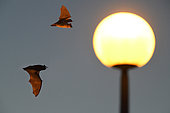 Bats hunting around a lamp post, Vosges du Nord Regional Nature Park, France