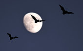 Bats flying in the moonlight, Vosges du Nord Regional Nature Park, France