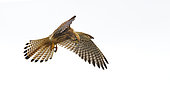 Kestrel (Falco tinnunculus) hovering on white background