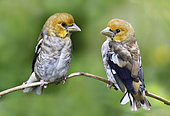 Hawfinch (Coccothraustes coccothraustes) fledglings, Vosges du Nord Regional Nature Park, France