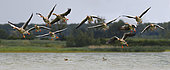 Greylag geese (Anse anser) in flight over a pond, Lorraine Regional Nature Park, France
