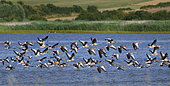 Greylag geese (Anser anser) gathering before migration, Lorraine Regional Nature Park, France