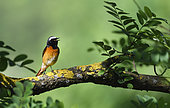 Common Redstart (Phoenicurus phoenicurus) male singing, Vosges du Nord Regional Nature Park, France