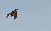 House Martin (Delichon urbicum) capturing an insect in flight, Vosges du Nord Regional Nature Park, France