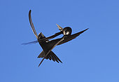 Common Swift (Apus apus) dancing in flight, Vosges du Nord Regional Nature Park, France
