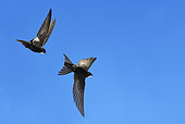 Common Swift (Apus apus) chasing in flight, Vosges du Nord Regional Nature Park, France
