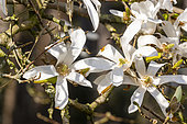 Magnolia (Magnolia x proctoriana) flowers