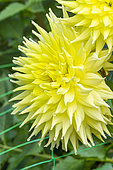 Dahlia 'Yellow Passion' Breeder : Eeuwijk (NDL) 2007, flowers