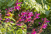 Anise-Flowered Sage, Salvia guaranitica 'Fuckin' Fuschia', flowers