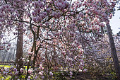 Saucer Magnolia, Magnolia soulangeana 'Soul-Bod', in bloom