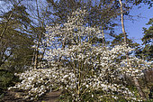 Magnolia proctoriana in bloom