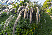 Fountain Grass, Pennisetum setaceum 'Rubrum Summer Samba'