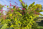 Kiss Me over the Garden Gate, Persicaria orientale in bloom
