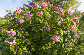 Hibiscus, Hibiscus variabilis, en fleurs