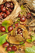 Chestnut, Castanea sativa, with and without boll, leaves, fruits of the autumn forest