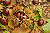 Châtaigne, Castanea sativa, avec et sans bogue, feuilles, fruits de la forêt d'automne