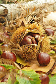 Chestnut, Castanea sativa, with and without boll, leaves, fruits of the autumn forest
