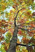 Red oak, Quercus rubra, in early autumn, Dreux forest, Eure et Loir, France
