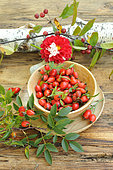 Rosehips, berries of the rosehip, Rosa canina, rich in vitamin C, jam, Dahlia flower
