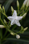 Oleander (Nerium oleander) white, Vaucluse, France