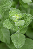 Round-leafed mint (Mentha rotundifolia), Cotes-d'Armor, France