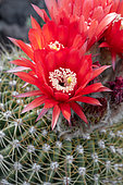 Cactus (Echinopsis bruchii) flowering