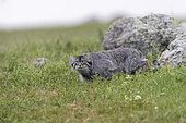 Pallas's cat (Otocolobus manul), Female adult, Steppe area, East Mongolia, Mongolia, Asia