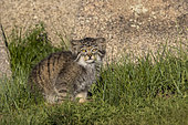Pallas's cat (Otocolobus manul), Babies at den, Steppe area, East Mongolia, Mongolia, Asia